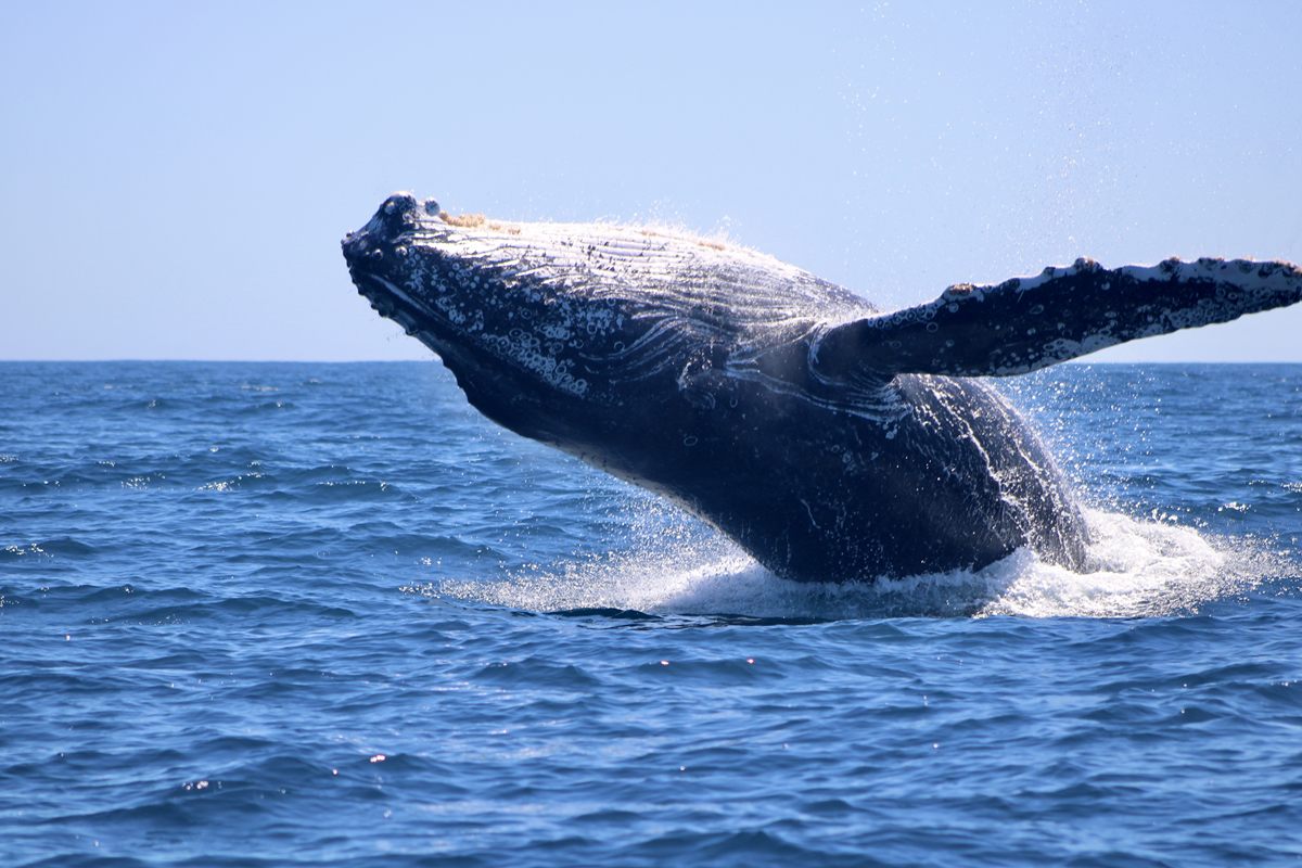 Ballena jorobada saltando fuera del agua en Los Cabos
