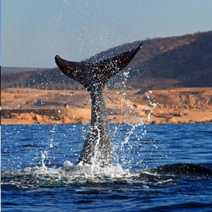 Cola de ballena jorobada en Los Cabos
